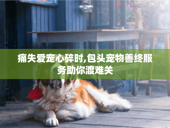 痛失爱宠心碎时,包头宠物善终服务助你渡难关