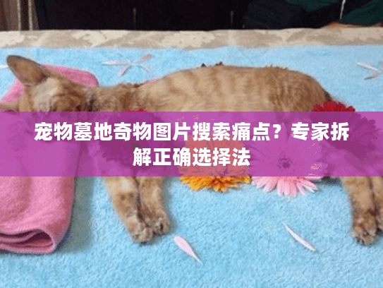 宠物墓地奇物图片搜索痛点?专家拆解正确选择法 宠物墓地奇物图片搜索痛点?专家拆解正确选择法