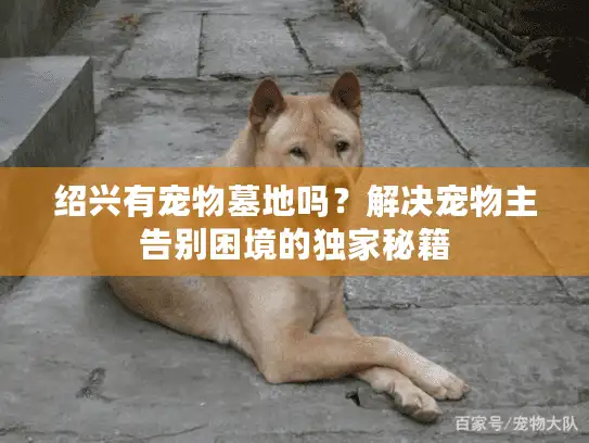 绍兴有宠物墓地吗？解决宠物主告别困境的独家秘籍