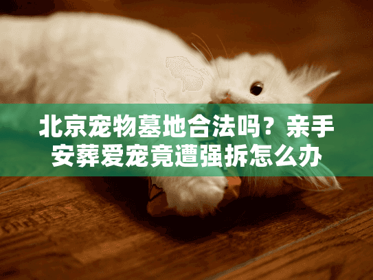 北京宠物墓地合法吗？亲手安葬爱宠竟遭强拆怎么办