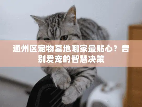 通州区宠物墓地哪家最贴心？告别爱宠的智慧决策