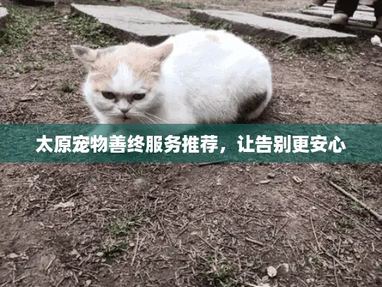 太原宠物善终服务推荐，让告别更安心