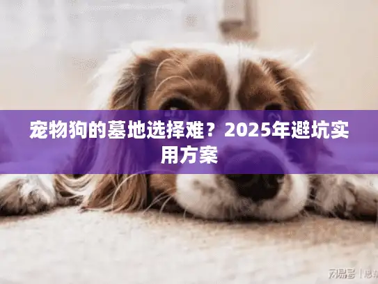 宠物狗的墓地选择难？2025年避坑实用方案