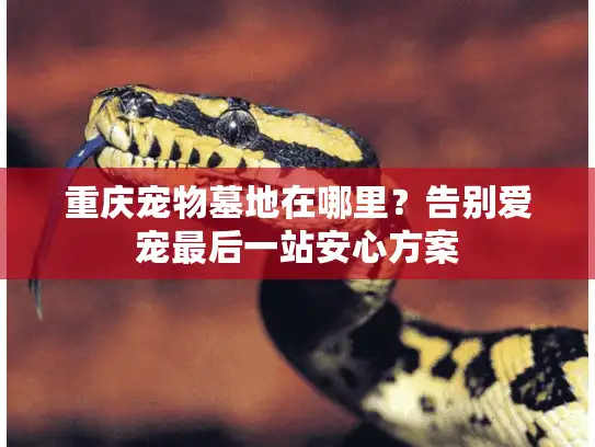 重庆宠物墓地在哪里？告别爱宠最后一站安心方案