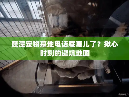 鹰潭宠物墓地电话藏哪儿了？揪心时刻的避坑地图