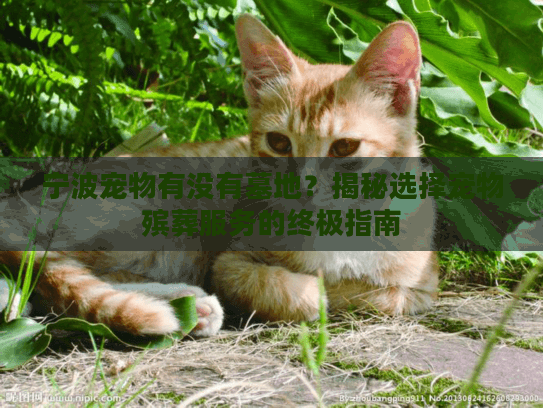 宁波宠物有没有墓地？揭秘选择宠物殡葬服务的终极指南