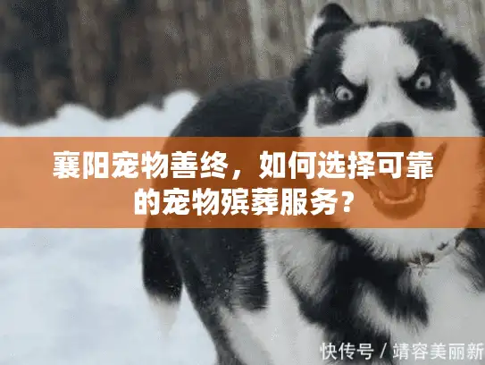 襄阳宠物善终，如何选择可靠的宠物殡葬服务？