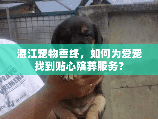 湛江宠物善终，如何为爱宠找到贴心殡葬服务？