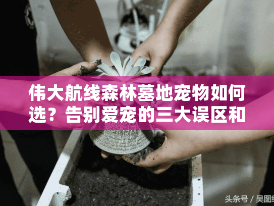 伟大航线森林墓地宠物如何选？告别爱宠的三大误区和解决之道