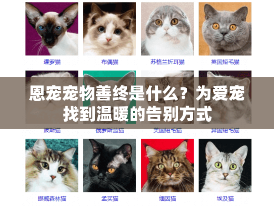 恩宠宠物善终是什么？为爱宠找到温暖的告别方式