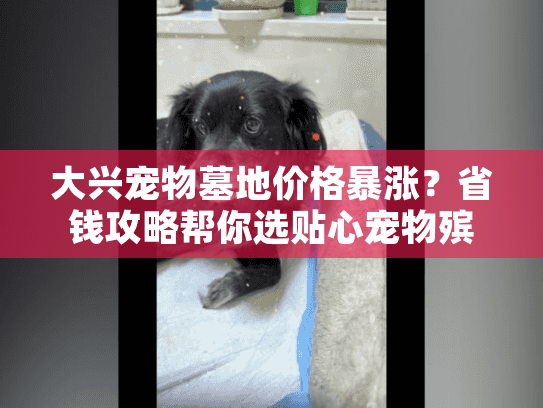 大兴宠物墓地价格暴涨?省钱攻略帮你选贴心宠物殡葬服务 大兴宠物墓地价格暴涨?省钱攻略帮你选贴心宠物殡葬服务
