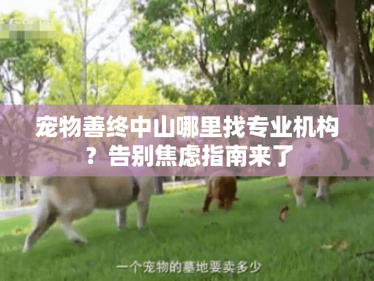 宠物善终中山哪里找专业机构?告别焦虑指南来了 宠物善终中山哪里找专业机构?告别焦虑指南来了