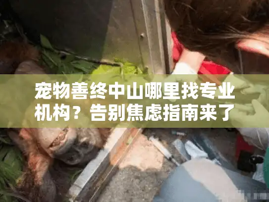 宠物善终中山哪里找专业机构?告别焦虑指南来了 宠物善终中山哪里找专业机构?告别焦虑指南来了