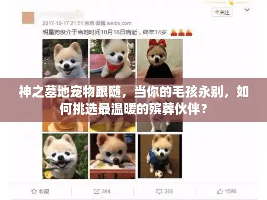 神之墓地宠物跟随,当你的毛孩永别,如何挑选最温暖的殡葬伙伴? 神之墓地宠物跟随,当你的毛孩永别,如何挑选最温暖的殡葬伙伴?