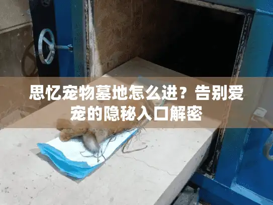 思忆宠物墓地怎么进？告别爱宠的隐秘入口解密