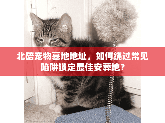 北碚宠物墓地地址，如何绕过常见陷阱锁定最佳安葬地？