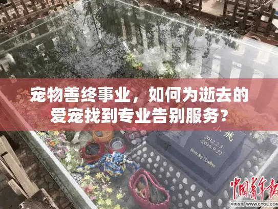 宠物善终事业，如何为逝去的爱宠找到专业告别服务？