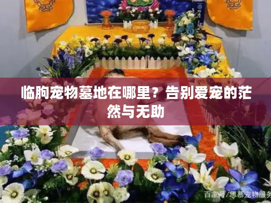 临朐宠物墓地在哪里？告别爱宠的茫然与无助