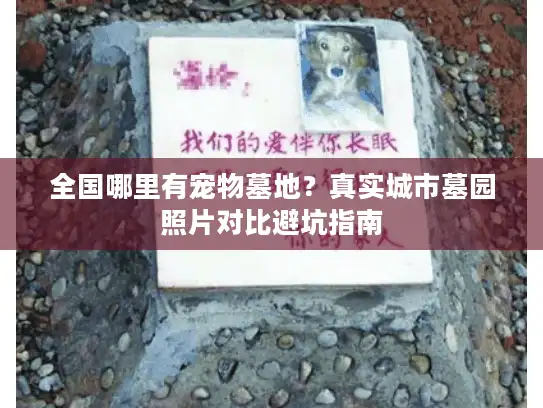 全国哪里有宠物墓地？真实城市墓园照片对比避坑指南