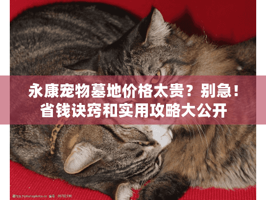 永康宠物墓地价格太贵？别急！省钱诀窍和实用攻略大公开