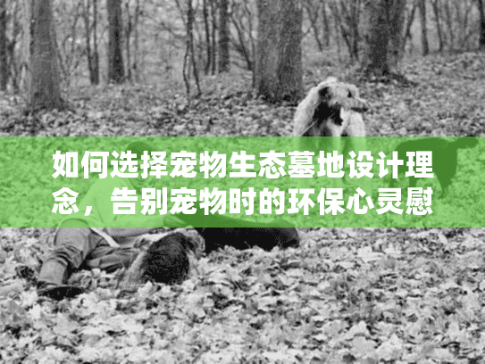 如何选择宠物生态墓地设计理念，告别宠物时的环保心灵慰藉指南