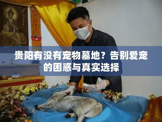 贵阳有没有宠物墓地？告别爱宠的困惑与真实选择