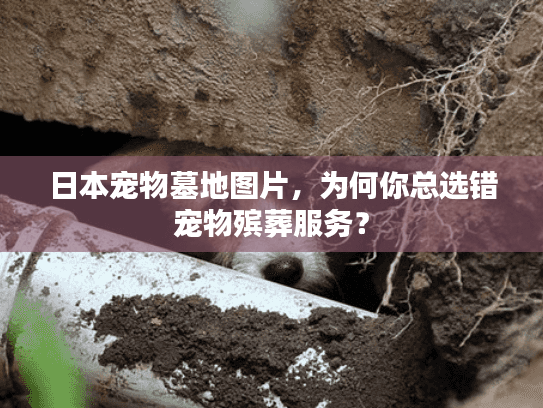 日本宠物墓地图片，为何你总选错宠物殡葬服务？