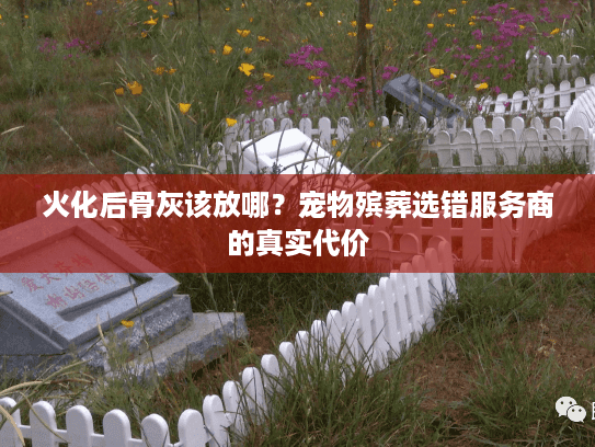 火化后骨灰该放哪？宠物殡葬选错服务商的真实代价