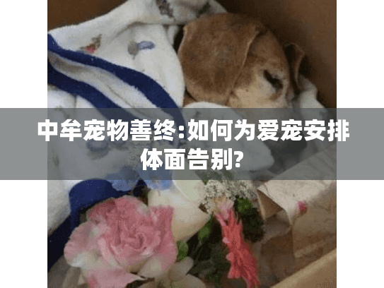 中牟宠物善终:如何为爱宠安排体面告别? 中牟宠物善终:如何为爱宠安排体面告别?