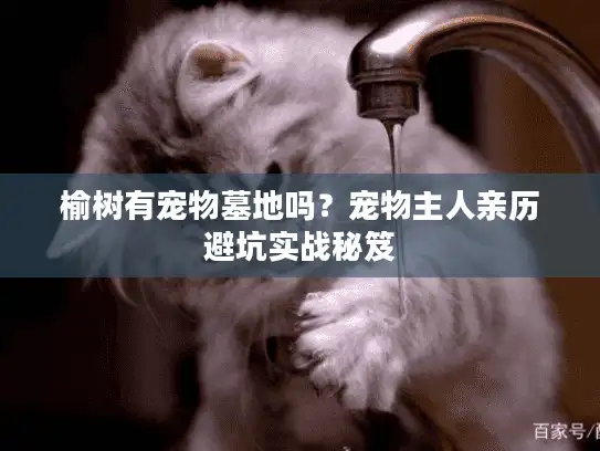 榆树有宠物墓地吗？宠物主人亲历避坑实战秘笈