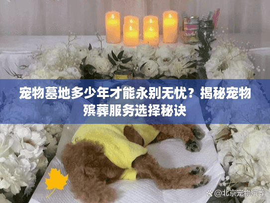 宠物墓地多少年才能永别无忧？揭秘宠物殡葬服务选择秘诀