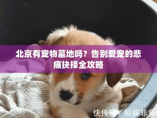 北京有宠物墓地吗?告别爱宠的悲痛抉择全攻略 北京有宠物墓地吗?告别爱宠的悲痛抉择全攻略