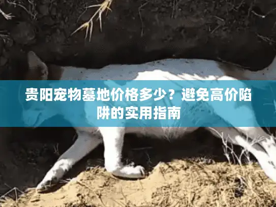 贵阳宠物墓地价格多少？避免高价陷阱的实用指南