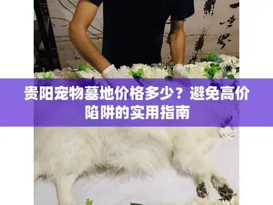 贵阳宠物墓地价格多少？避免高价陷阱的实用指南