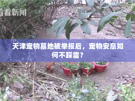 天津宠物墓地被举报后,宠物安息如何不踩雷? 天津宠物墓地被举报后,宠物安息如何不踩雷?