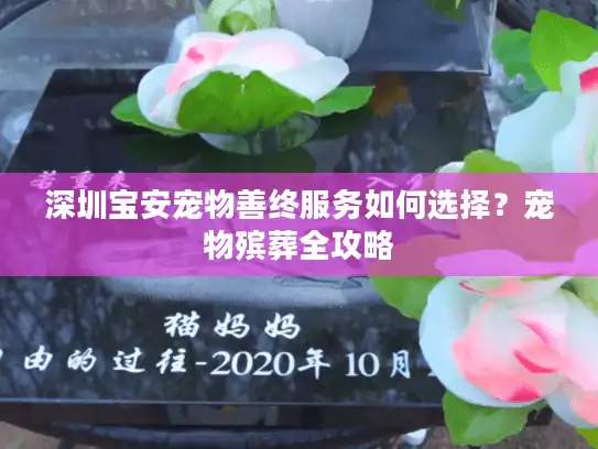 深圳宝安宠物善终服务如何选择？宠物殡葬全攻略