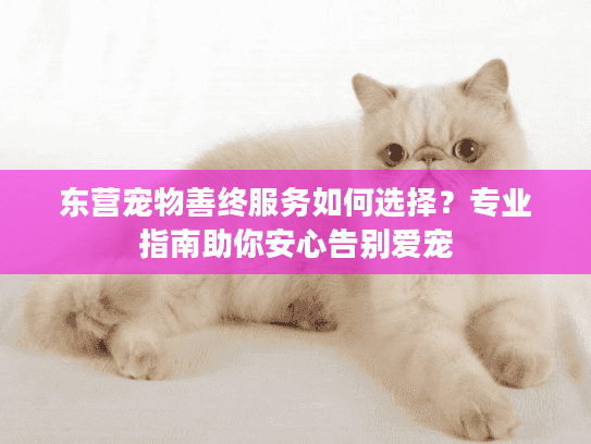 东营宠物善终服务如何选择？专业指南助你安心告别爱宠