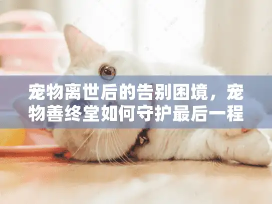 宠物离世后的告别困境，宠物善终堂如何守护最后一程的爱？