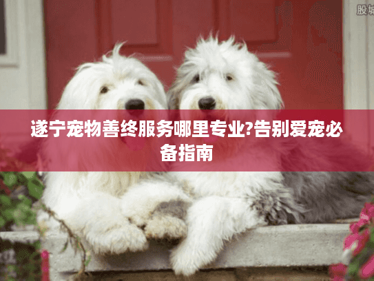 遂宁宠物善终服务哪里专业?告别爱宠必备指南