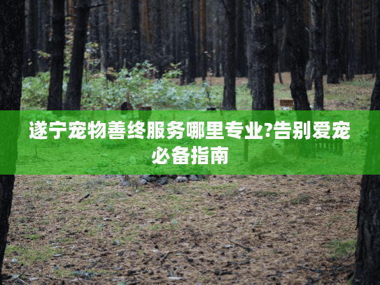 遂宁宠物善终服务哪里专业?告别爱宠必备指南