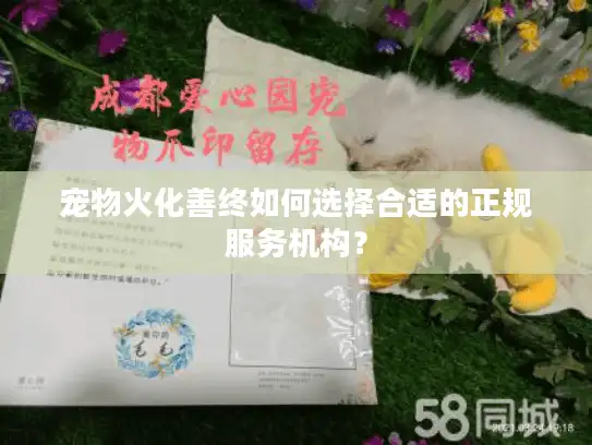宠物火化善终如何选择合适的正规服务机构? 宠物火化善终如何选择合适的正规服务机构?