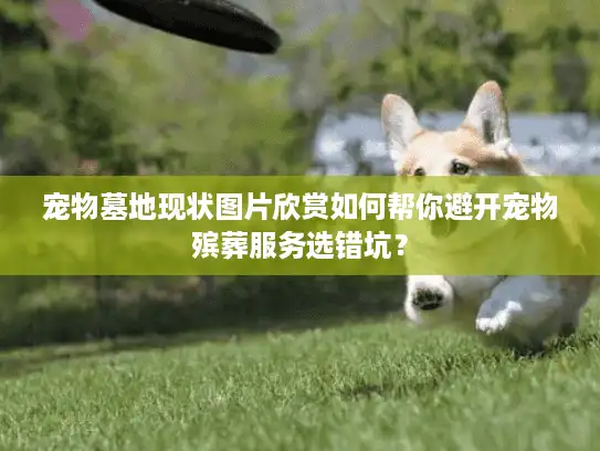 宠物墓地现状图片欣赏如何帮你避开宠物殡葬服务选错坑？