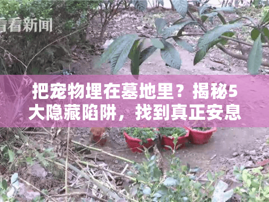 把宠物埋在墓地里？揭秘5大隐藏陷阱，找到真正安息之所