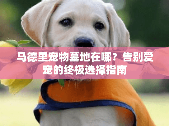 马德里宠物墓地在哪？告别爱宠的终极选择指南