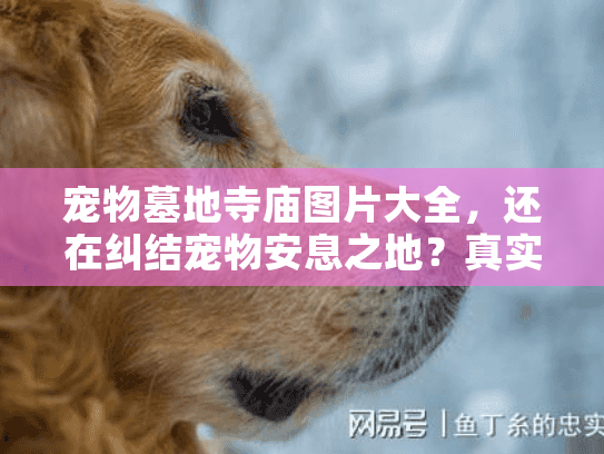 宠物墓地寺庙图片大全，还在纠结宠物安息之地？真实寺庙陵园实景助你突围选择困境