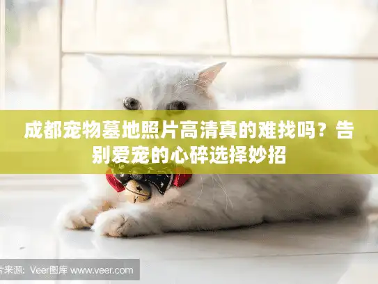 成都宠物墓地照片高清真的难找吗？告别爱宠的心碎选择妙招