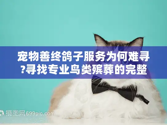 宠物善终鸽子服务为何难寻?寻找专业鸟类殡葬的完整指南