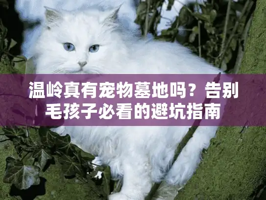 温岭真有宠物墓地吗？告别毛孩子必看的避坑指南