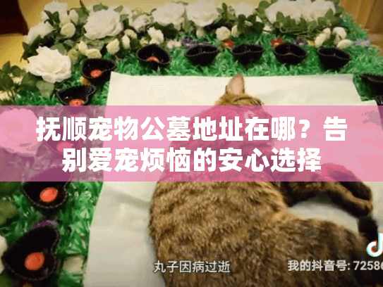 抚顺宠物公墓地址在哪？告别爱宠烦恼的安心选择