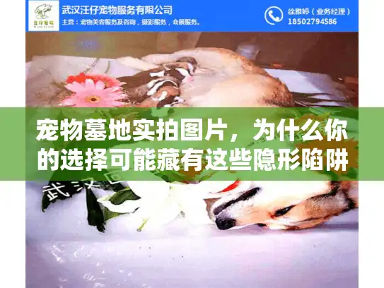宠物墓地实拍图片，为什么你的选择可能藏有这些隐形陷阱？